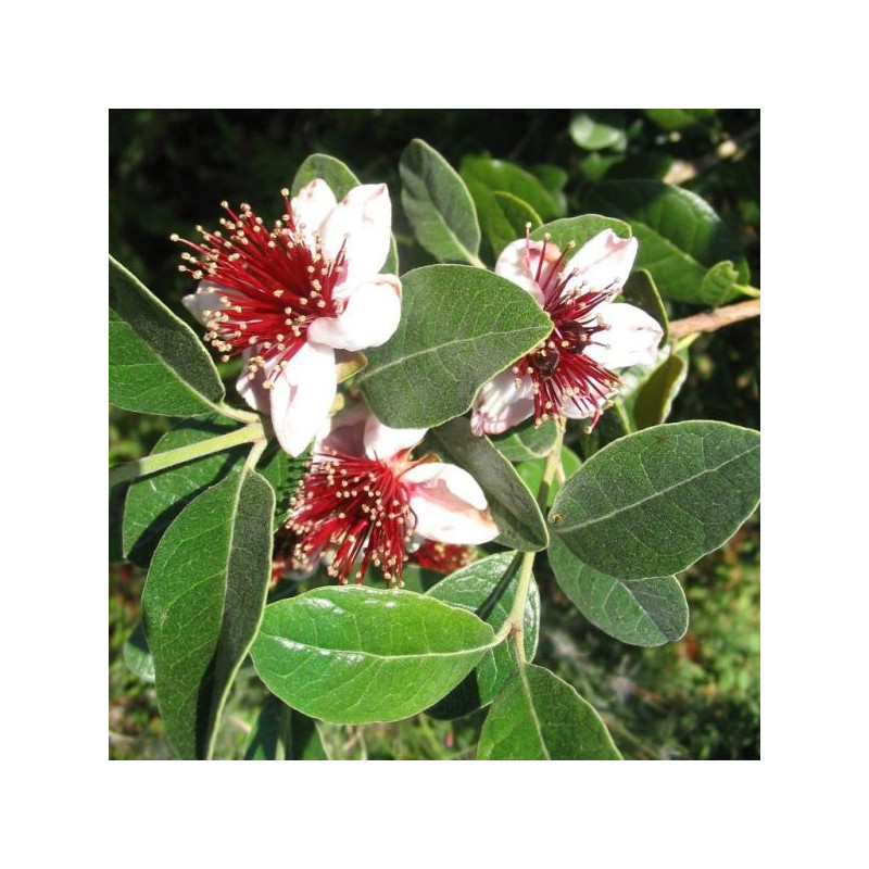 Acca sellowiana (feijoa)