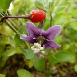 Lycium barbarum  n°1  lifeberry