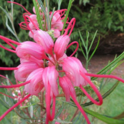 Grevillea johnsonii