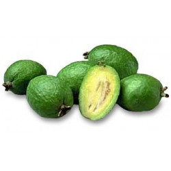 Acca sellowiana (feijoa)