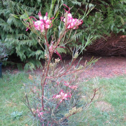 Grevillea johnsonii