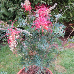 Grevillea 'x Robyn Gordons'