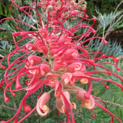 Grevillea 'x Robyn Gordons'