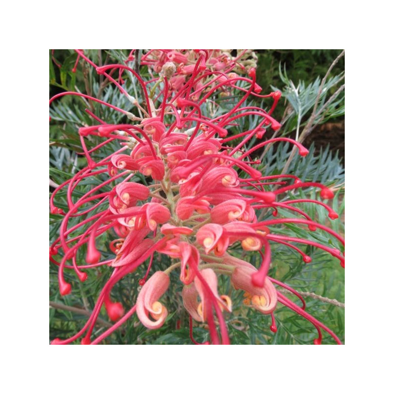 Grevillea 'x Robyn Gordons'