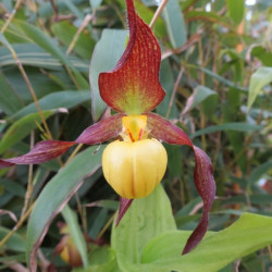 Cypripedium 'Hank small'