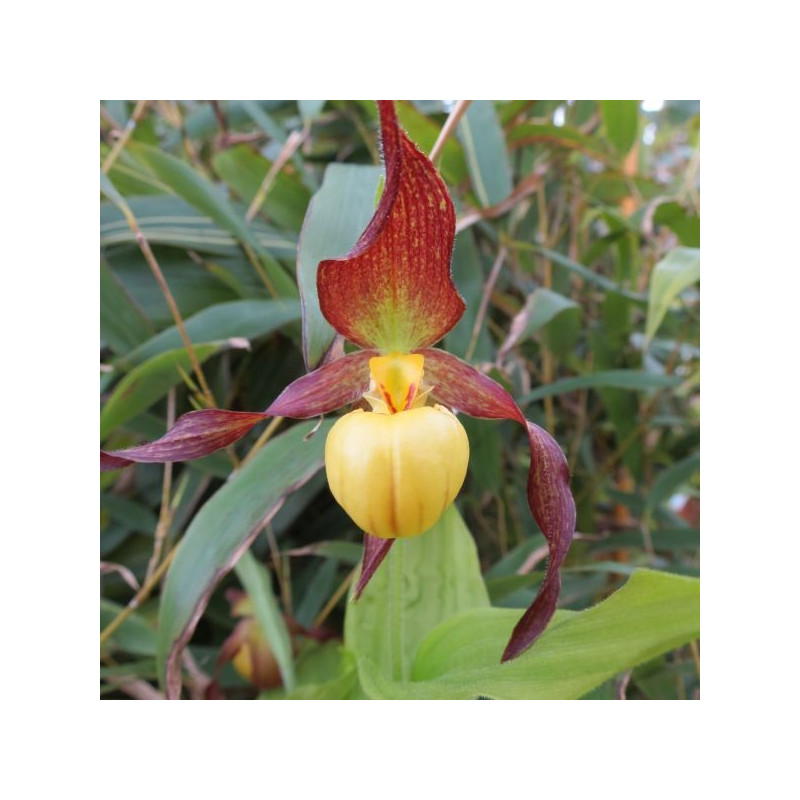 Cypripedium 'Hank small'