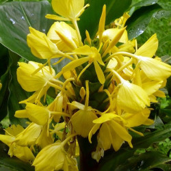 Hedychium wardii