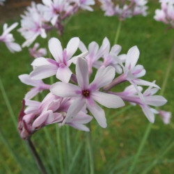 Tulbaghia purple eye