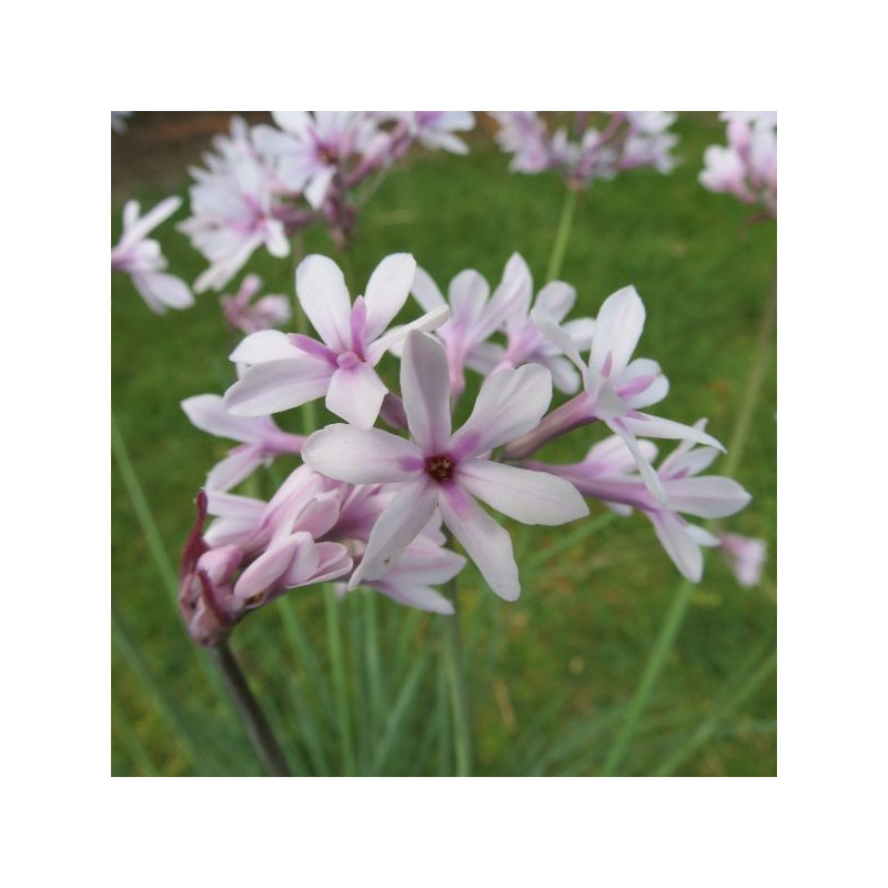 Tulbaghia purple eye