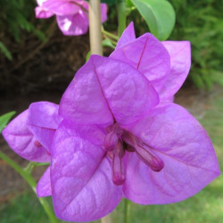 Bougainvillea violet de Mèze