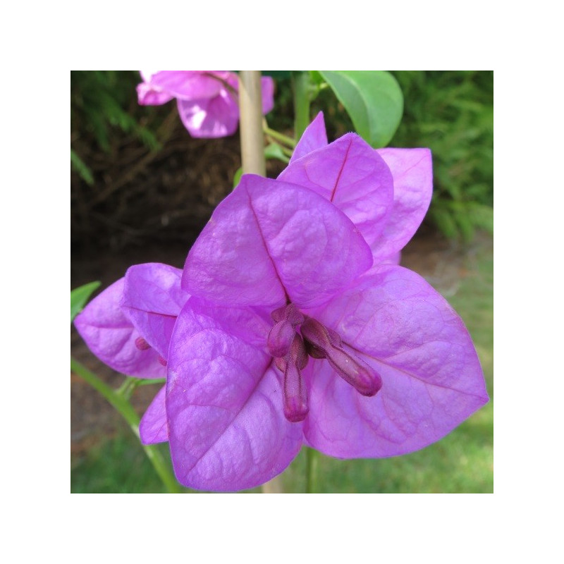 Bougainvillea violet de Mèze