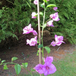 Bougainvillea violet de Mèze