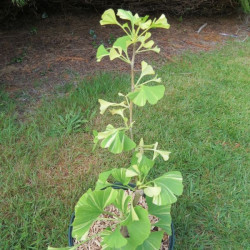 Ginkgo biloba variegata