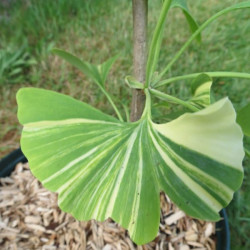 Ginkgo biloba variegata