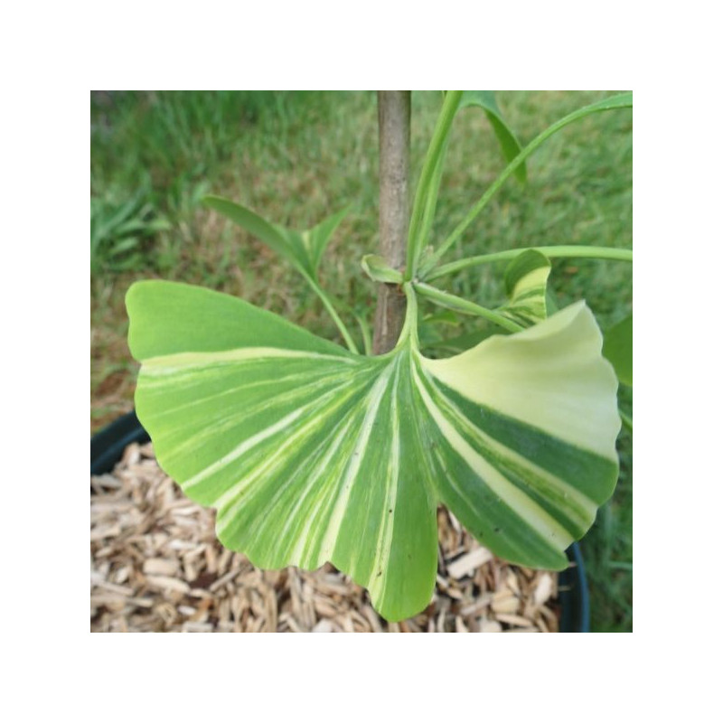 Ginkgo biloba variegata