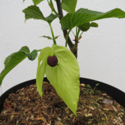 Davidia involucrata sonoma