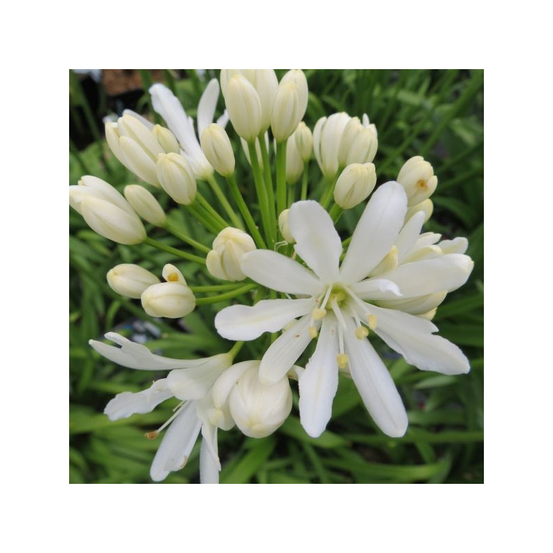 Agapanthus x Kilmurry white®