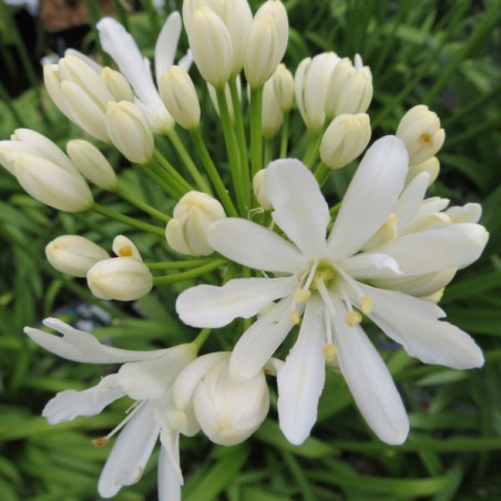 Agapanthus x Kilmurry white®