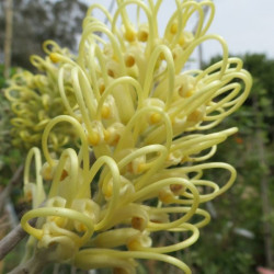 Grevillea moonlight