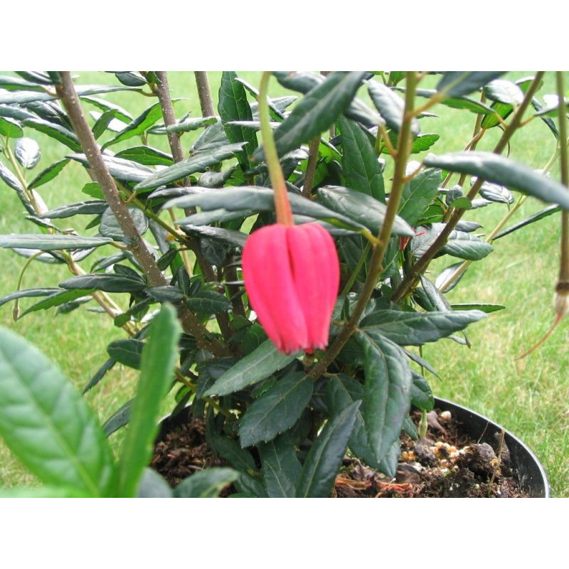 Crinodendron hookerianum fleur