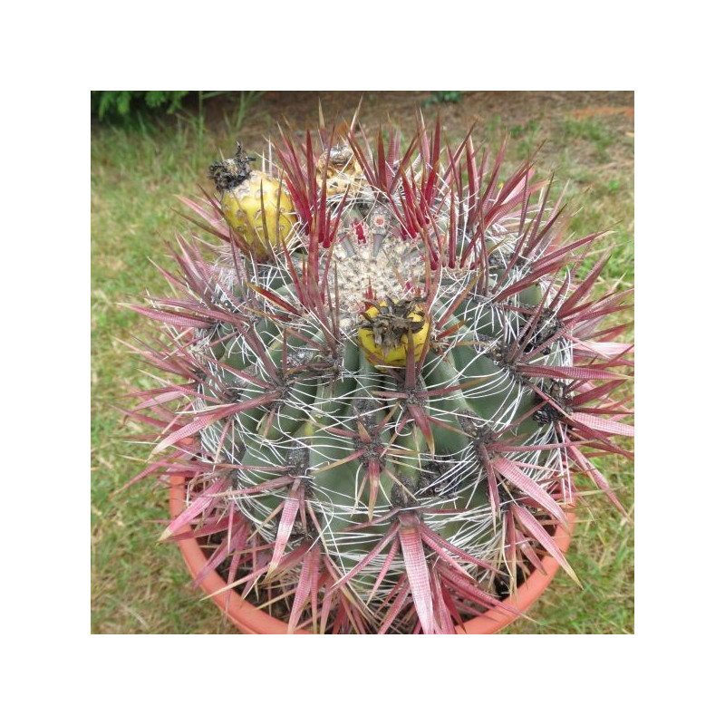 Ferocactus gracilis