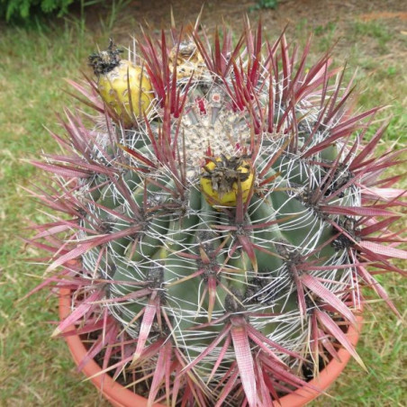 Ferocactus gracilis