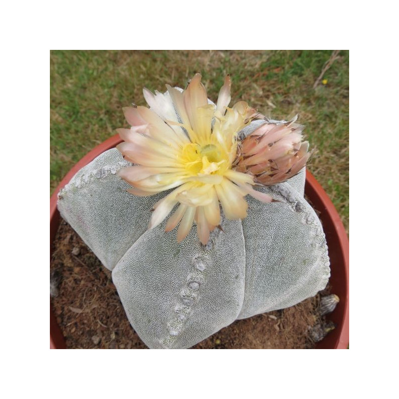 Astrophytum myriostigma