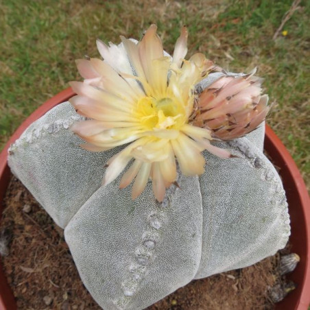 Astrophytum myriostigma