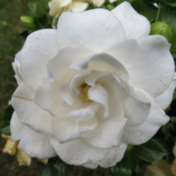 Gardenia crown jewel