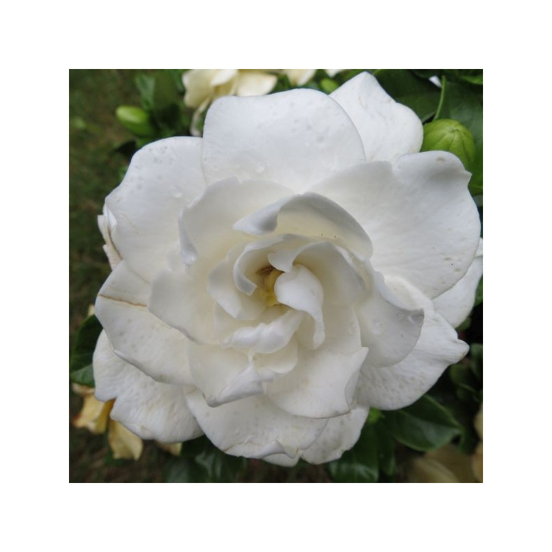 Gardenia crown jewel