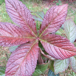 Rodgersia bronze peacock