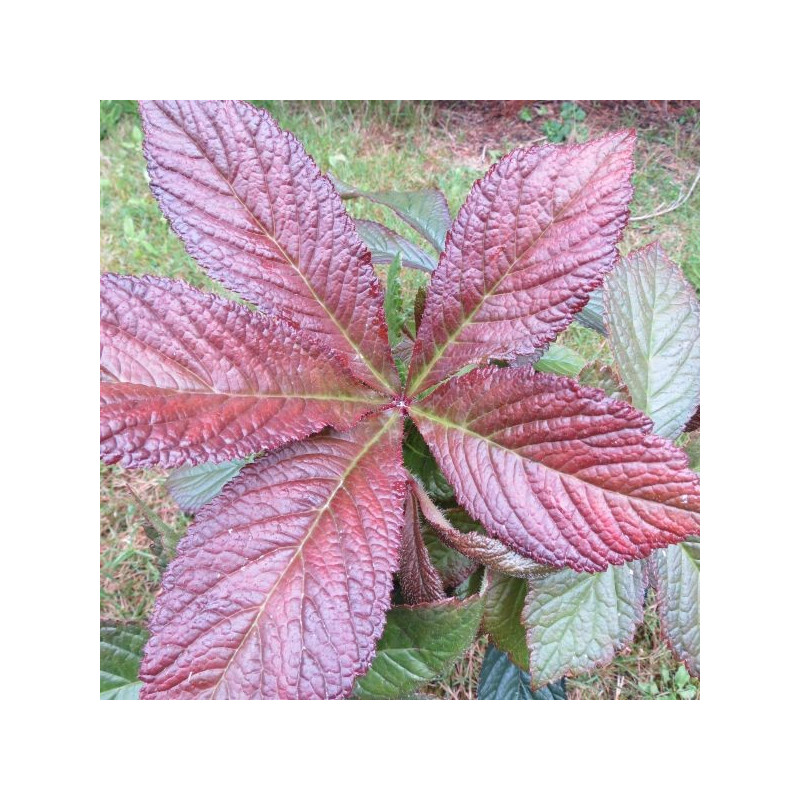 Rodgersia bronze peacock