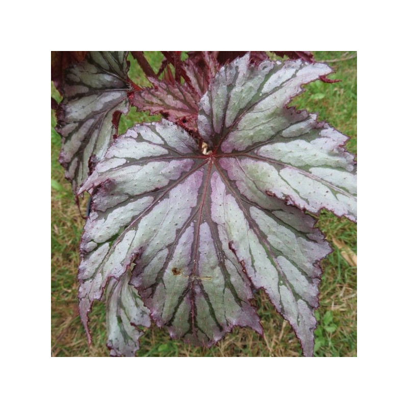 Begonia garden angel blush