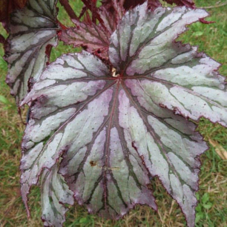 Begonia garden angel blush