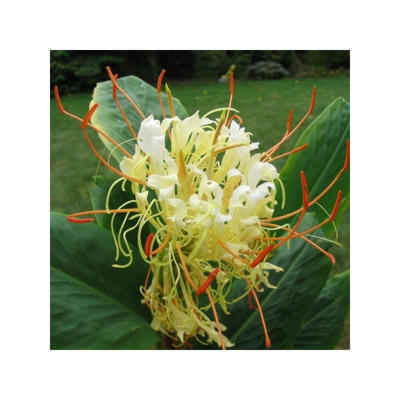 Hedychium elleipticum