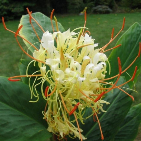 Hedychium elleipticum