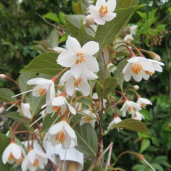 Styrax evening light