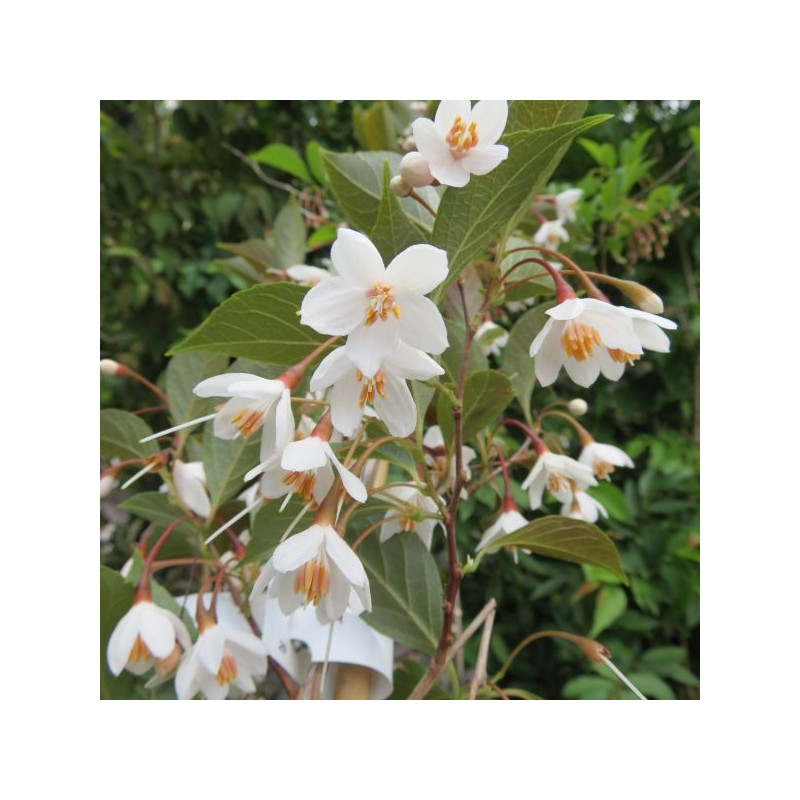 Styrax evening light