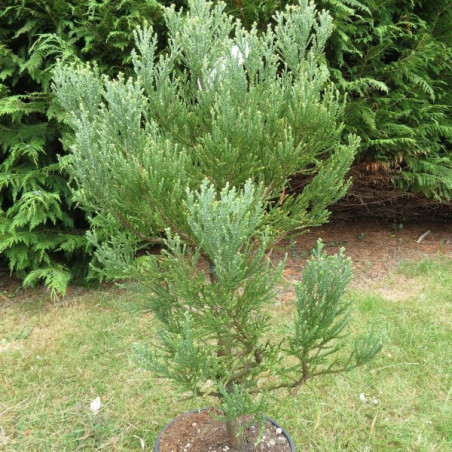 Sequoiadendron giganteum 10 l