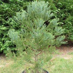 Sequoiadendron giganteum 25 l