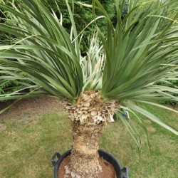 Nolina longifolia 70 l