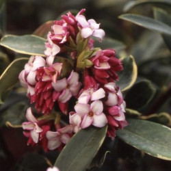 Daphne 'Rebecca'