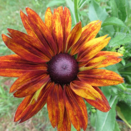 Echibeckia summerina orange