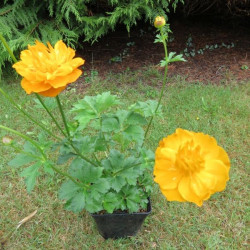 Trollius dancing flame