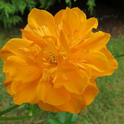 Trollius dancing flame