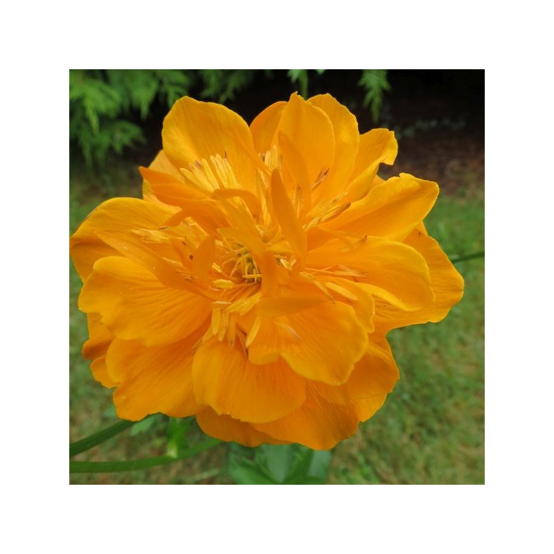 Trollius dancing flame