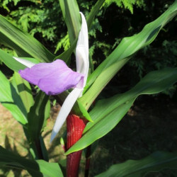 Roscoea cinnamon stick