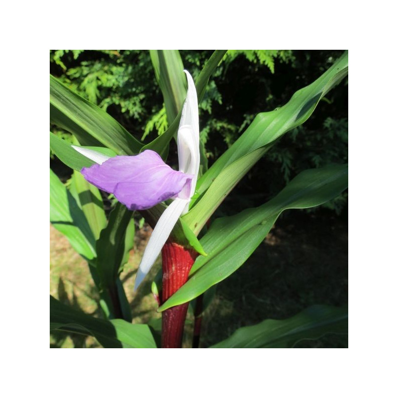 Roscoea cinnamon stick