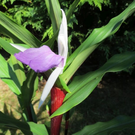 Roscoea cinnamon stick