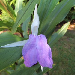 Roscoea cinnamon stick